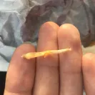 Taco Bell - rude service - Photo 1 - comment #1965094