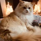 Dragon Heart Cattery - kitten - Photo 1 - comment #2086057