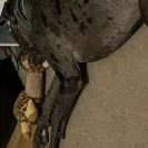 Adventure Kennels - non-responsive, unethical dog breeder - Photo 1 - comment #2350099