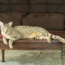 Wild Tafari - Cat breeder - Photo 1 - comment #1701669