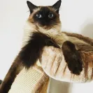 Kings of Siam - Unhealthy severely underweight kitten - Photo 1 - comment #1735552
