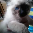 Kings of Siam - Unhealthy severely underweight kitten - Photo 1 - comment #1735564