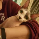 Kings of Siam - Unhealthy severely underweight kitten - Photo 1 - comment #1737519