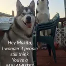 Wix - Alaskan malamute breeder vicky deming has unethical behavior and does not care about her puppies! - Photo 2 - comment #1748080