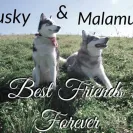 Wix - Alaskan malamute breeder vicky deming has unethical behavior and does not care about her puppies! - Photo 4 - comment #1748080