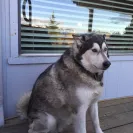 Wix - Alaskan malamute breeder vicky deming has unethical behavior and does not care about her puppies! - Photo 1 - comment #1788728