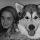 Wix - Alaskan malamute breeder vicky deming has unethical behavior and does not care about her puppies! - Photo 1 - comment #2010914