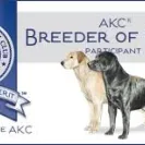 Endless Mountain Labradors - Deceptive breeding practices - Photo 1 - response #1746182