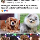 One Love Poms - Pomeranian puppies - Photo 1 - comment #1956263