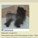 Facebook - Pomeranian puppy - Photo 1 - comment #1747257