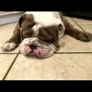 Tank R Tots - English bulldogs - Photo 1 - comment #2191063
