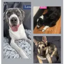 SPCA of Tennessee - Celina battle will steal at any opportunity - Photo 1 - comment #2467625