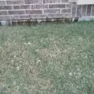 Holiday Builders - mold infested home because of shoddy building - Photo 3 - comment #1834925