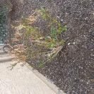 Re/Max - Paid for landscaping such a shame, got scammed! Got scammed on sale purchase of the home too from gina sullivan - Photo 4 - update #1771432