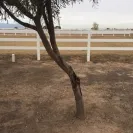 Re/Max - Paid for landscaping such a shame, got scammed! Got scammed on sale purchase of the home too from gina sullivan - Photo 6 - update #1771432