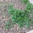 Re/Max - Paid for landscaping such a shame, got scammed! Got scammed on sale purchase of the home too from gina sullivan - Photo 8 - update #1771432