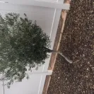 Re/Max - Paid for landscaping such a shame, got scammed! Got scammed on sale purchase of the home too from gina sullivan - Photo 9 - update #1771432