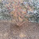 Re/Max - Paid for landscaping such a shame, got scammed! Got scammed on sale purchase of the home too from gina sullivan - Photo 11 - update #1771432