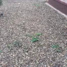 Re/Max - Paid for landscaping such a shame, got scammed! Got scammed on sale purchase of the home too from gina sullivan - Photo 15 - update #1771432