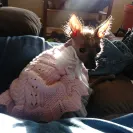 Banfield Pet Hospital - ruin my perfect credit history! - Photo 1 - comment #1946342