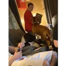 Ddbordeaux - Dog breeder - Photo 1 - comment #2221546