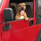 Ddbordeaux - Dog breeder - Photo 1 - comment #2245717