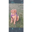 Ddbordeaux - Dog breeder - Photo 1 - comment #2299153