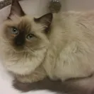 Big City Ragdolls - ragdoll kittens with fip - Photo 1 - response #2041306