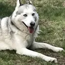 Buchanan's Siberian Huskies - Siberian husky puppies - Photo 3 - comment #1887623