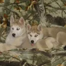 Buchanan's Siberian Huskies - Siberian husky puppies - Photo 1 - comment #1887623