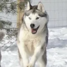 Buchanan's Siberian Huskies - Siberian husky puppies - Photo 2 - comment #1887623