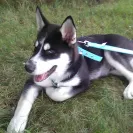 Buchanan's Siberian Huskies - Siberian husky puppies - Photo 1 - comment #1958664