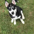 Buchanan's Siberian Huskies - Siberian husky puppies - Photo 1 - comment #2010165
