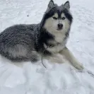 Buchanan's Siberian Huskies - Siberian husky puppies - Photo 3 - comment #2262805