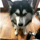 Buchanan's Siberian Huskies - Siberian husky puppies - Photo 1 - comment #2262805