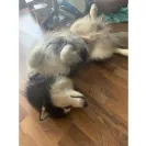 Buchanan's Siberian Huskies - Siberian husky puppies - Photo 2 - comment #2262805