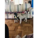 Buchanan's Siberian Huskies - Siberian husky puppies - Photo 2 - comment #2279014