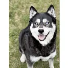 Buchanan's Siberian Huskies - Siberian husky puppies - Photo 5 - comment #2279014