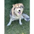 Buchanan's Siberian Huskies - Siberian husky puppies - Photo 4 - comment #2279014