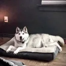 Buchanan's Siberian Huskies - Siberian husky puppies - Photo 1 - comment #2279014