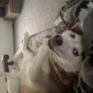Buchanan's Siberian Huskies - Siberian husky puppies - Photo 3 - comment #2279014