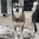 Buchanan's Siberian Huskies - Siberian husky puppies - Photo 1 - comment #2542061