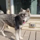 Buchanan's Siberian Huskies - Siberian husky puppies - Photo 1 - comment #2552289