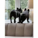 Aristocrafts Reg’d - french bulldog puppies - Photo 1 - comment #2233845