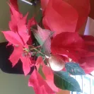 NetFlorist - non-delivery of product despite being charged! - Photo 1 - comment #1954184
