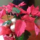 NetFlorist - non-delivery of product despite being charged! - Photo 2 - comment #1954184