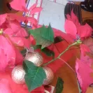 NetFlorist - non-delivery of product despite being charged! - Photo 3 - comment #1954184