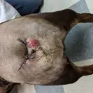 Wheelers Oak Hill Kennel - unethical breeder - Photo 1 - comment #2011939
