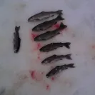 Coquihalla Lakes Lodge - inappropriate behavior - Photo 11 - comment #1827341