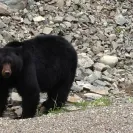 Coquihalla Lakes Lodge - inappropriate behavior - Photo 8 - comment #1831762